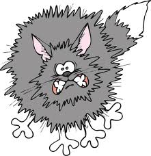 scared-cat-free-clips